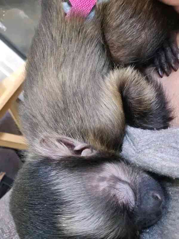  Očkovaný kapucínský kamarád - foto 1