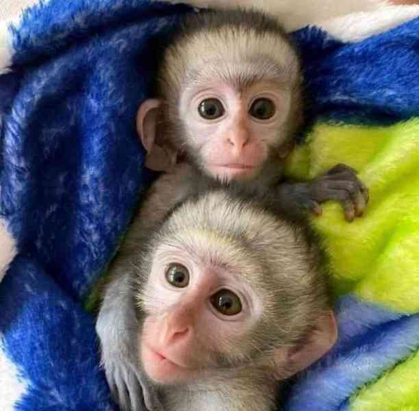 Úžasná mláďata kapucínských opic - foto 1