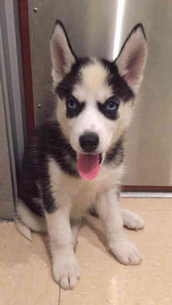 Perfektní štěňata sibiřského huskyho - foto 1