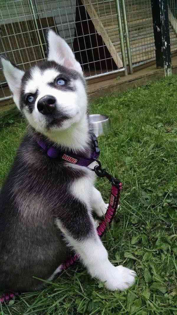 Perfektní štěňata sibiřského huskyho - foto 2