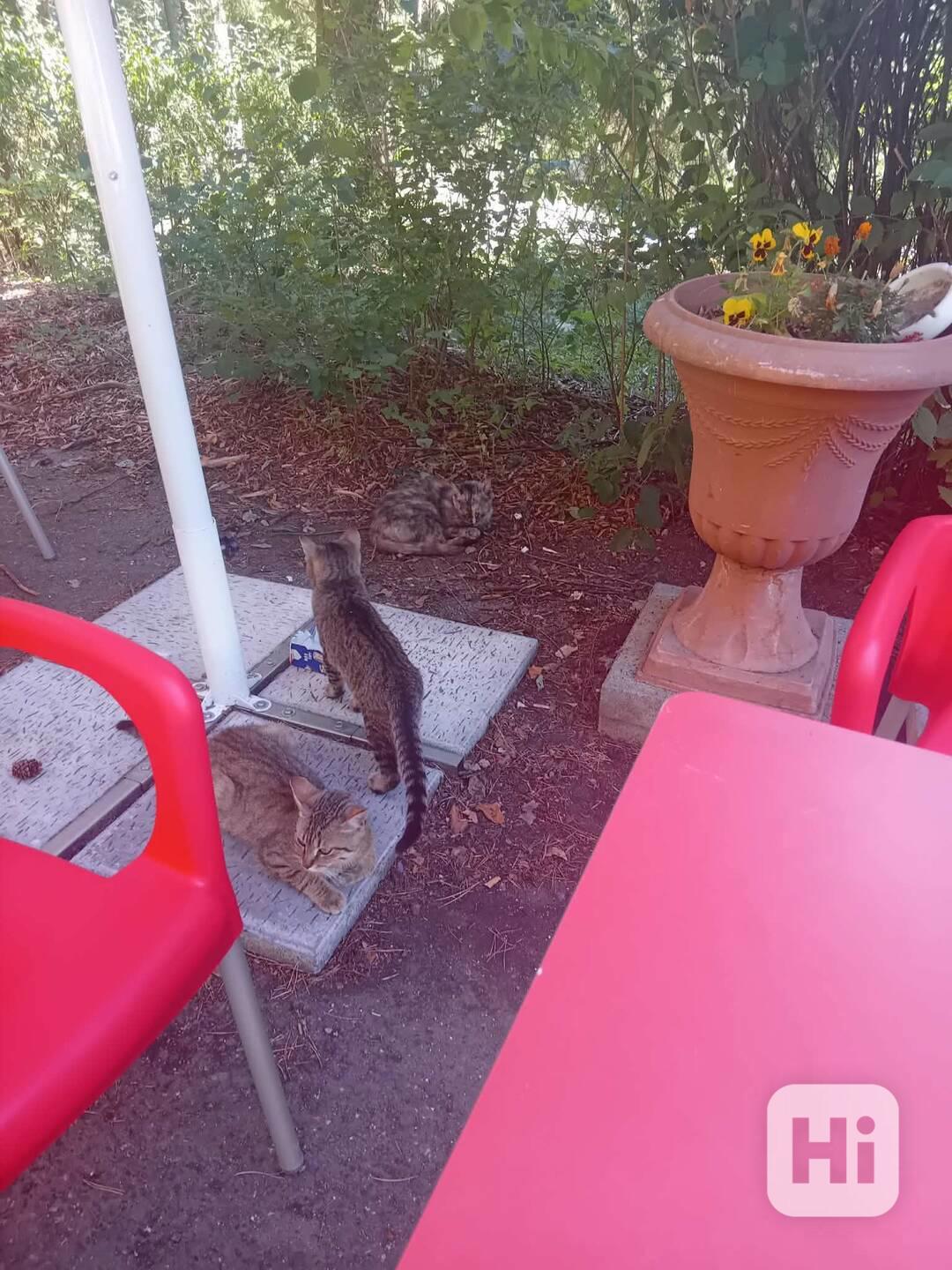 Kočička želvička +1 - foto 1