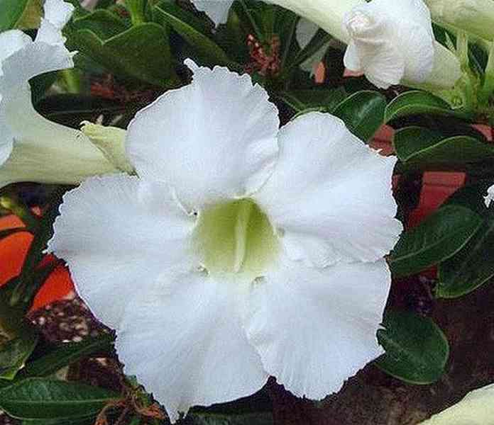 Adenium obesum spindrift