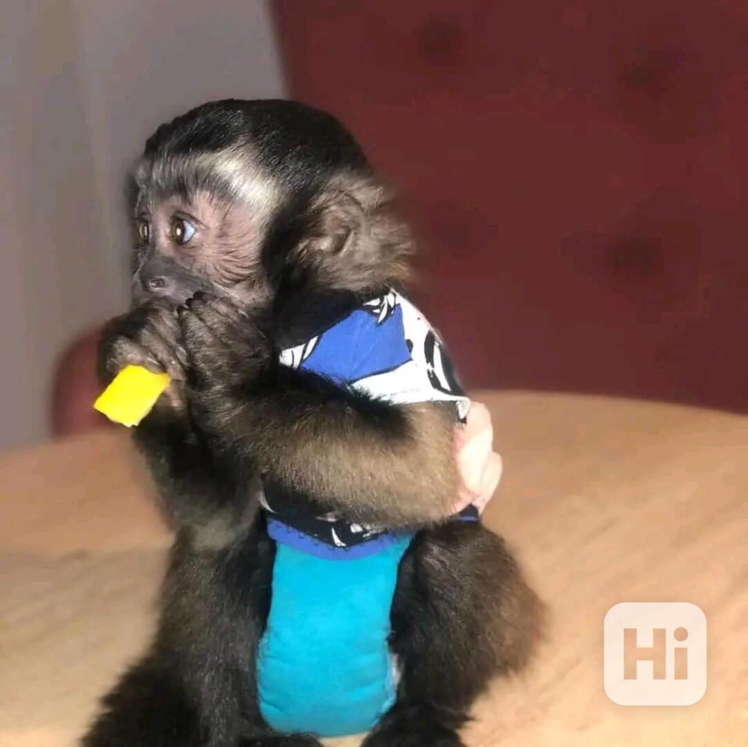  Kapucínští herci, kteří vás rozesmějí - foto 1