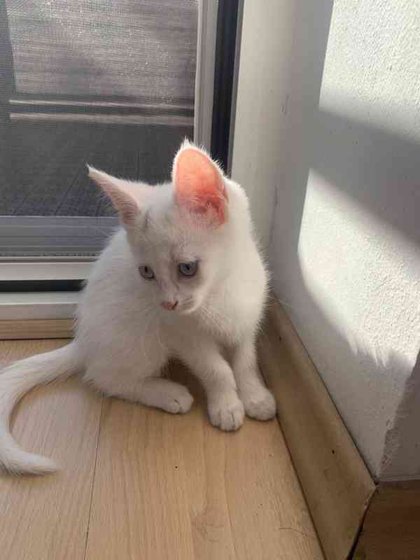 Koťata - foto 3