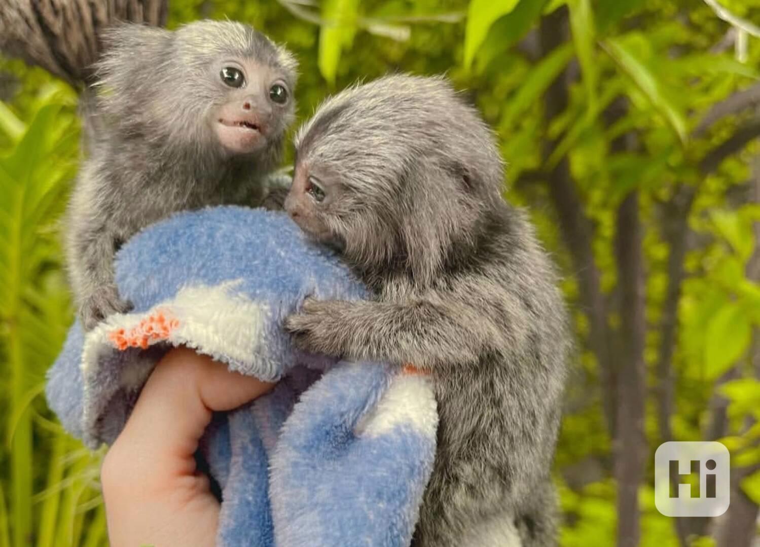 Okouzlující kosmani k dispozici - foto 1