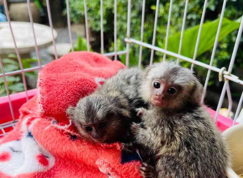 Okouzlující kosmani k dispozici - foto 3