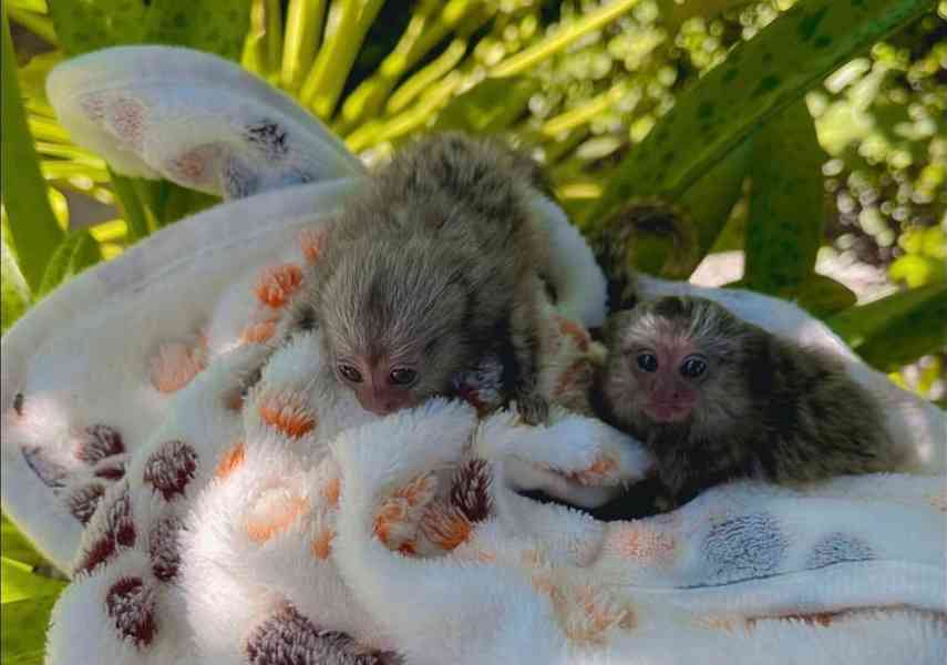 Okouzlující kosmani k dispozici - foto 2