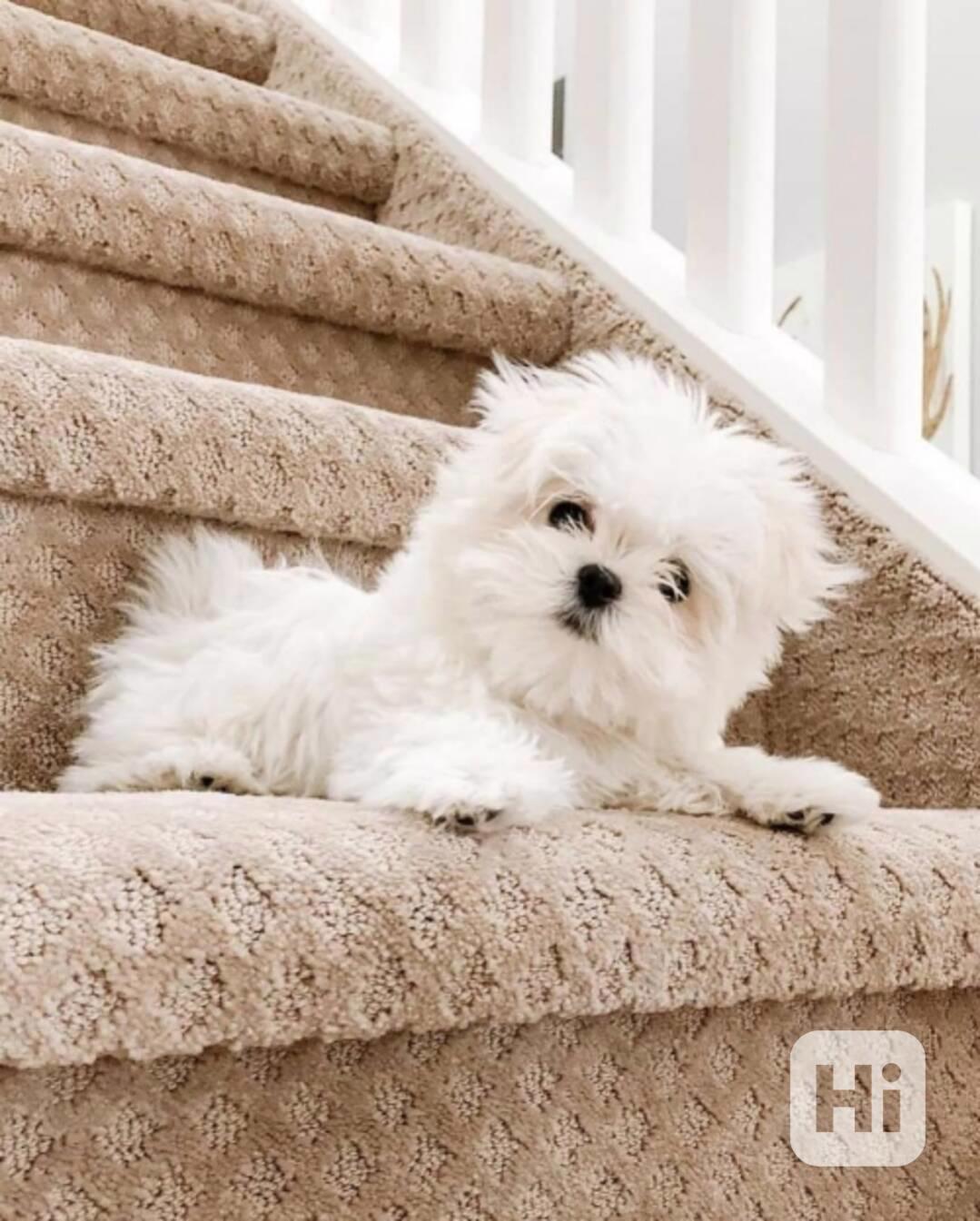 Registrovaná štěňata maltézského psíka Teacup k adopci - foto 1