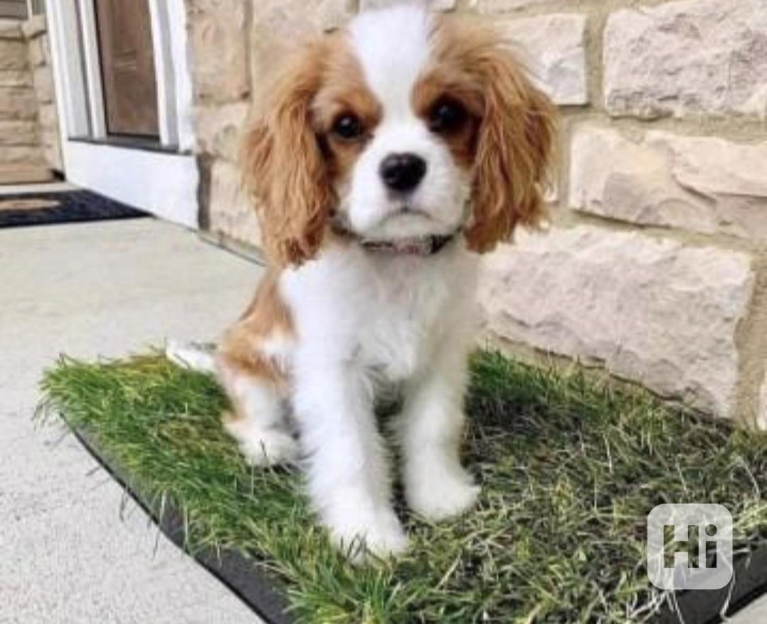 Štěňata Calvary King Charles hledají domov. - foto 1