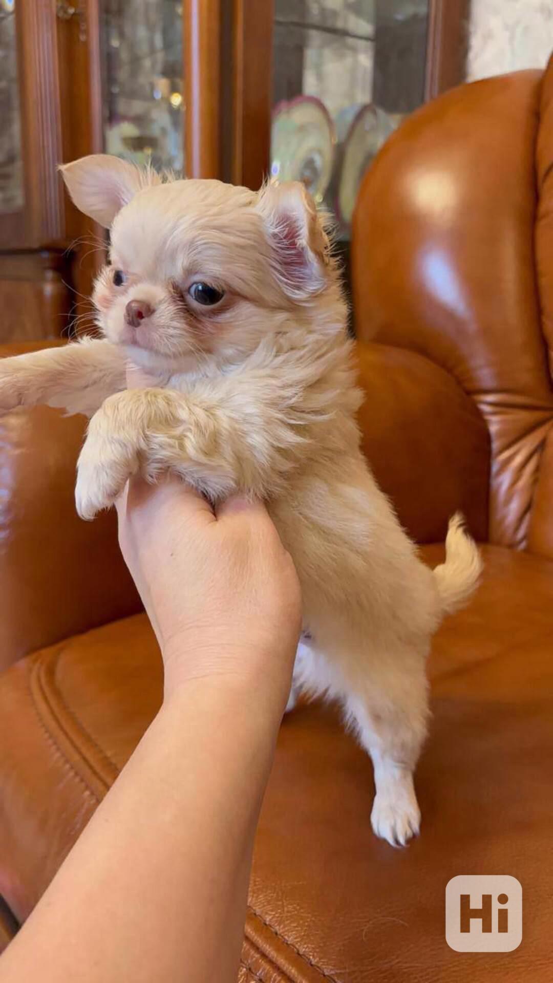  Chihuahua štěně – vychované s péčí, připravené do nového do - foto 1