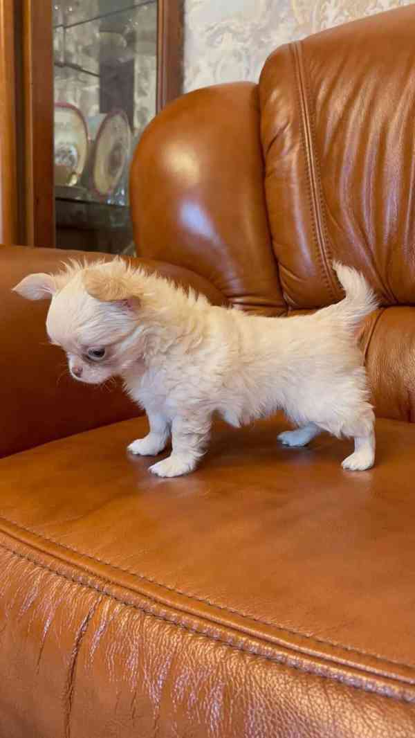  Chihuahua štěně – vychované s péčí, připravené do nového do - foto 3