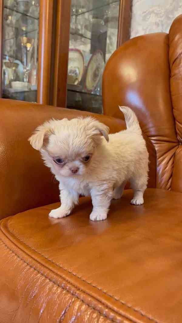  Chihuahua štěně – vychované s péčí, připravené do nového do - foto 4