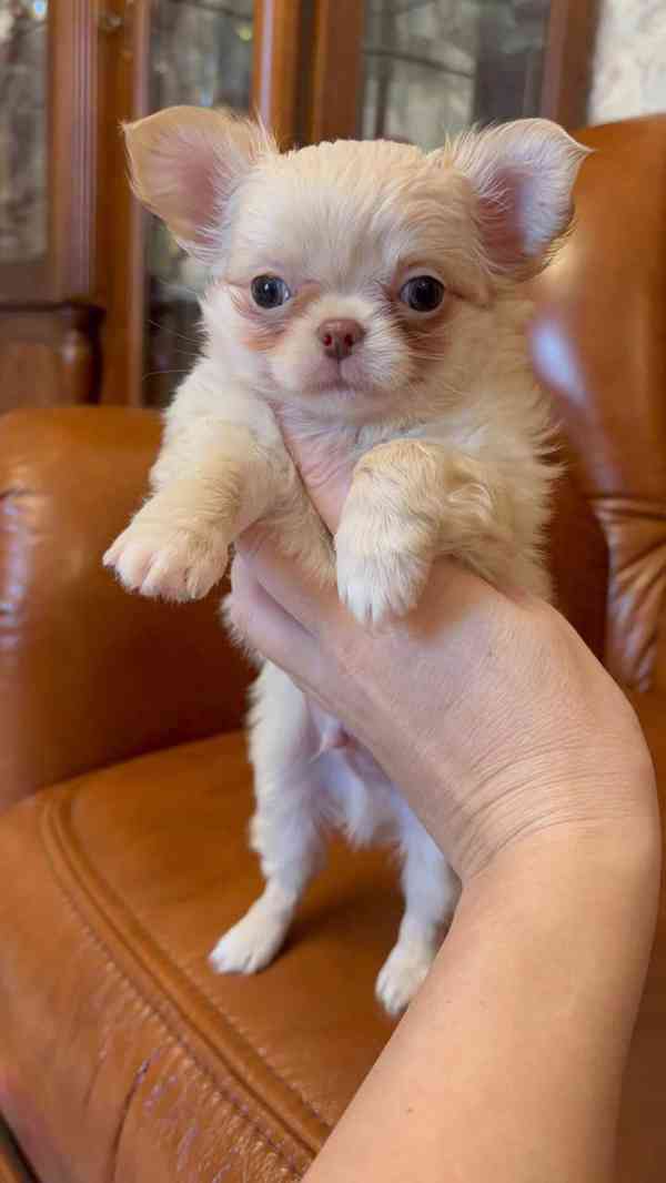  Chihuahua štěně – vychované s péčí, připravené do nového do - foto 2