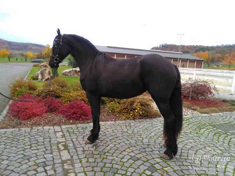 Fríská klisna - foto 1