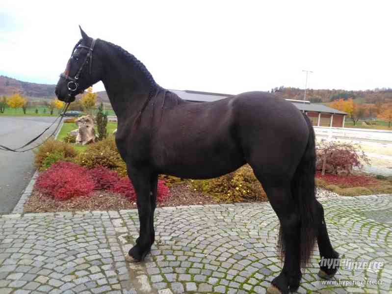 Fríská klisna - foto 2