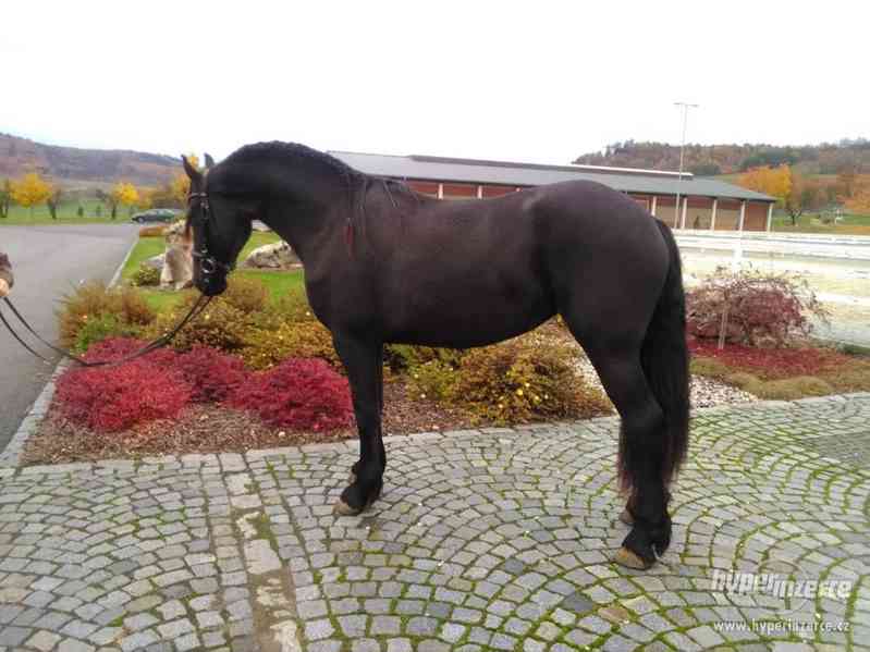 Fríská klisna - foto 3