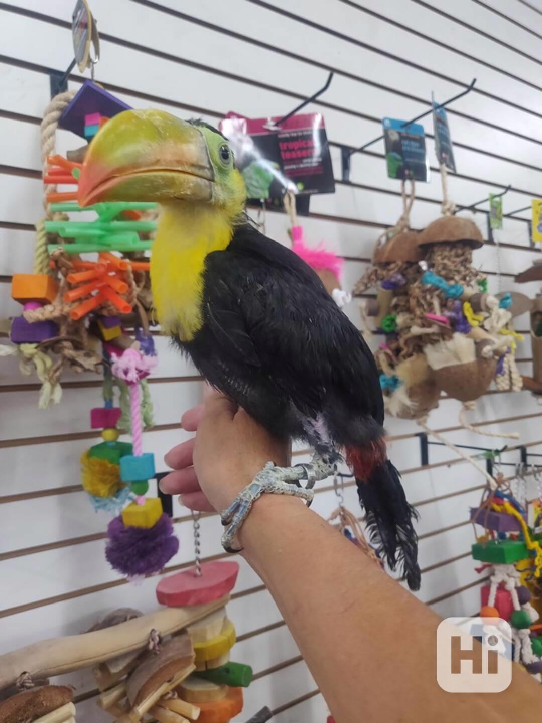 Ramphastos sulfuratus - foto 1