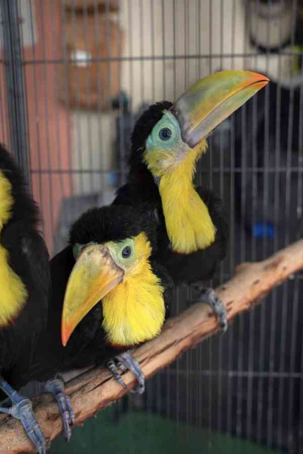 Ramphastos sulfuratus - foto 2