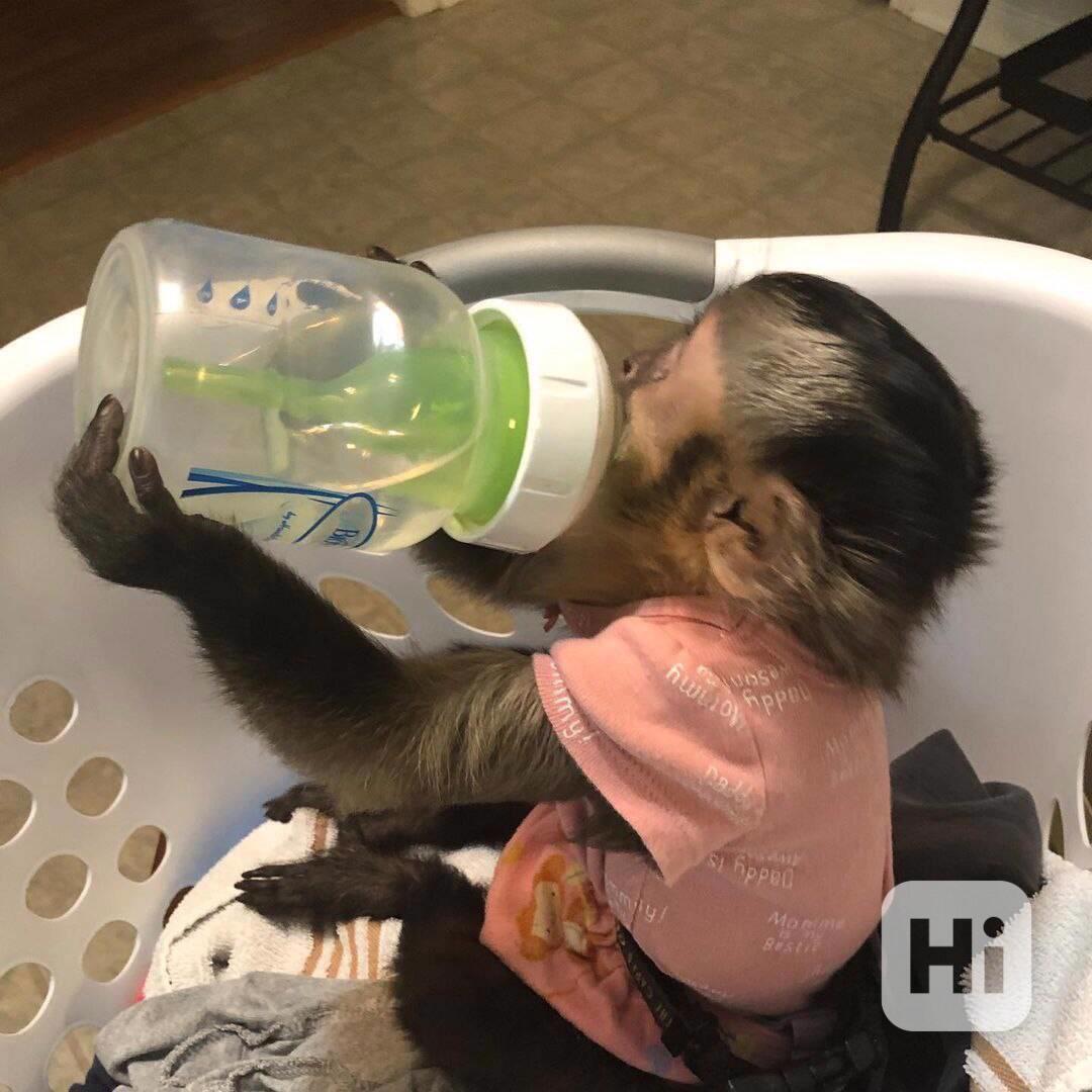 Krásné kapucínské opice k dispozici - foto 1