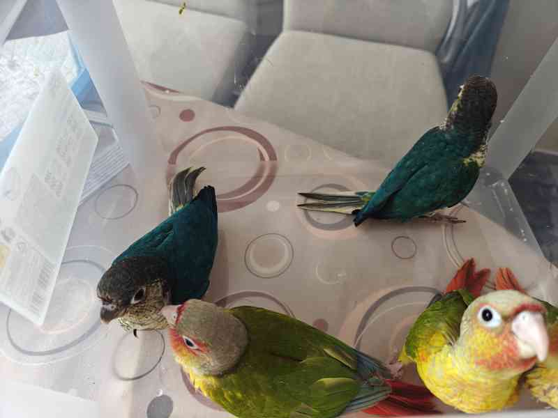 Pyrura zelenolici  - foto 5