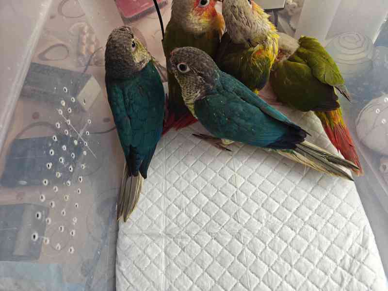 Pyrura zelenolici  - foto 2