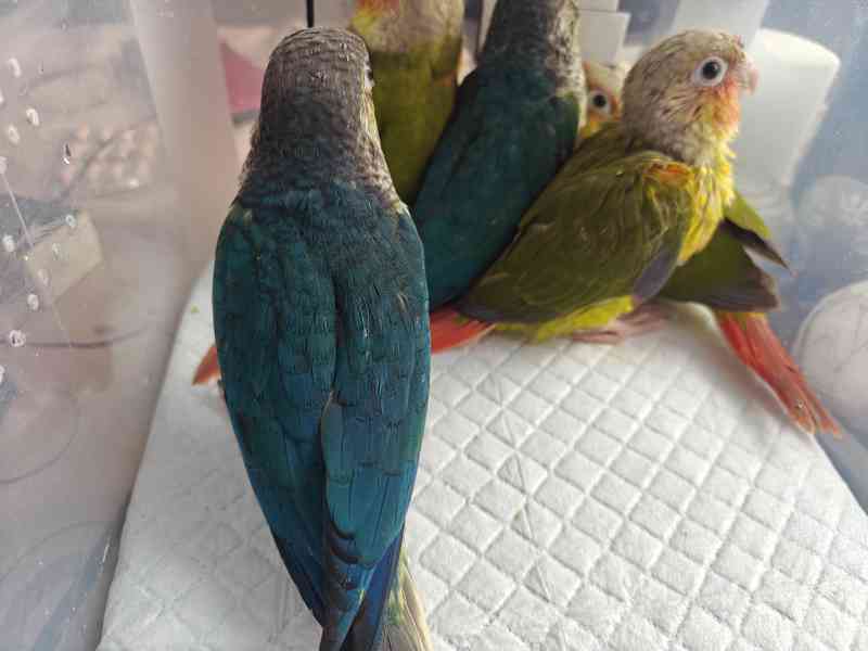Pyrura zelenolici  - foto 4