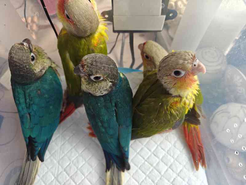 Pyrura zelenolici  - foto 3