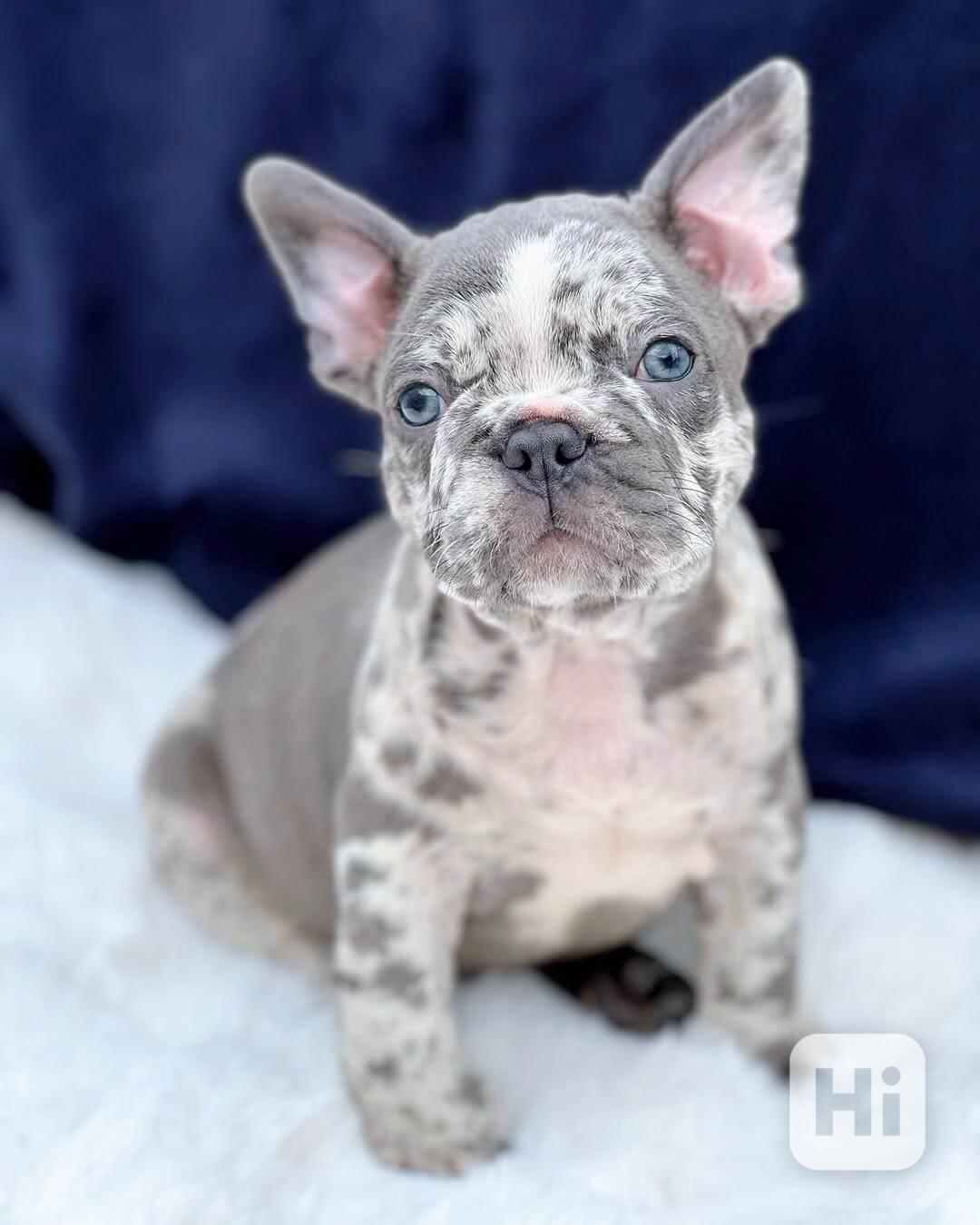 ***Francouzští buldoci ~ Světle plavá fena ~ Registrováno v  - foto 1