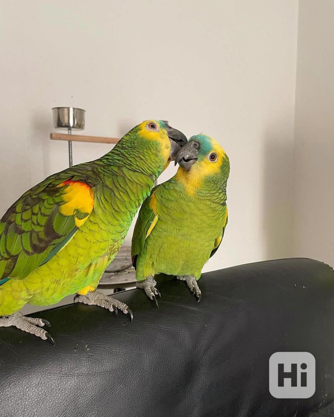 Zdraví a krásní ručně ochočení amazonští papoušci - foto 1