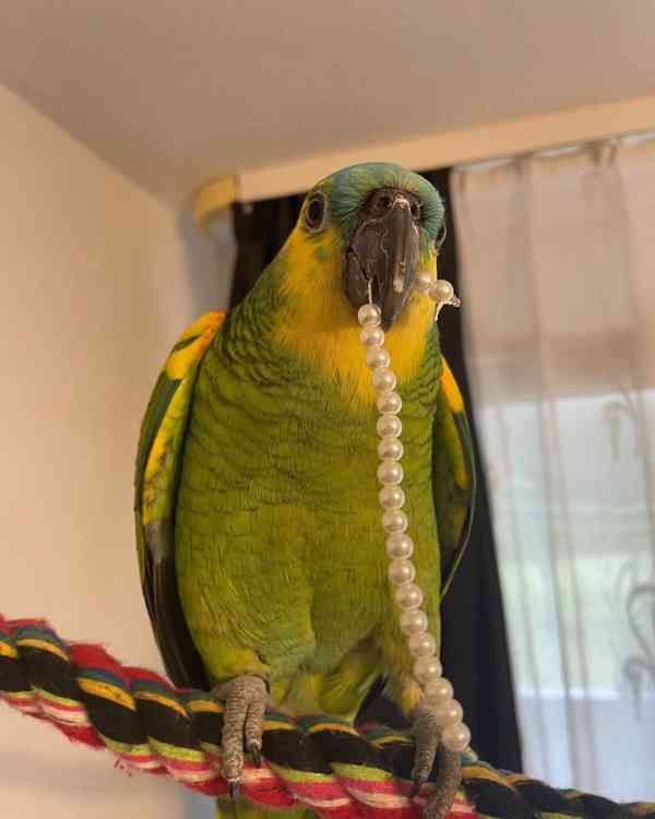Zdraví a krásní ručně ochočení amazonští papoušci - foto 3