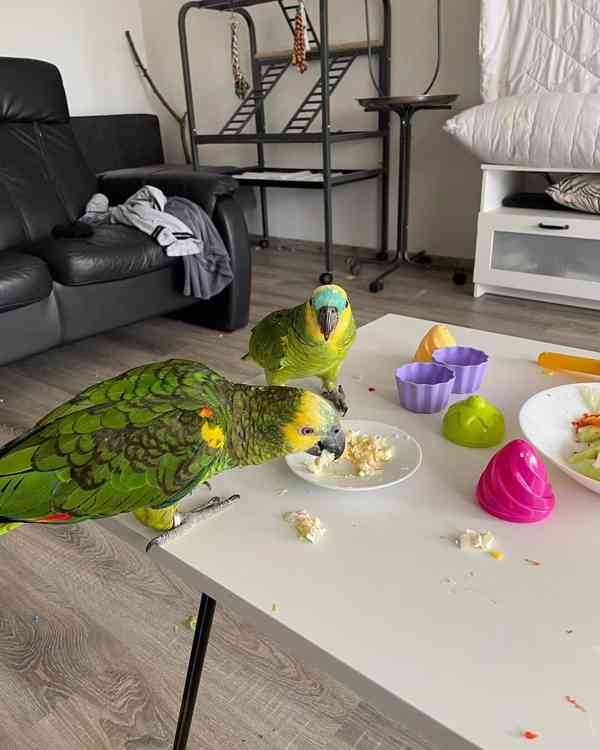 Zdraví a krásní ručně ochočení amazonští papoušci - foto 2