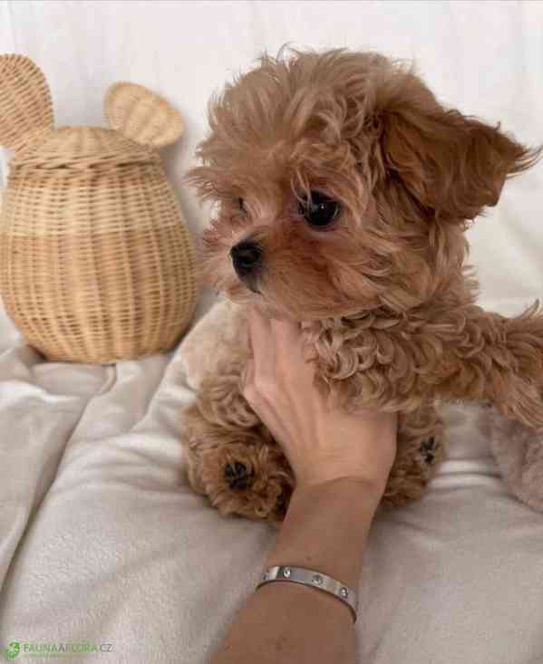 Krásná štěňátka pejska a fenky Maltipoo. - foto 2