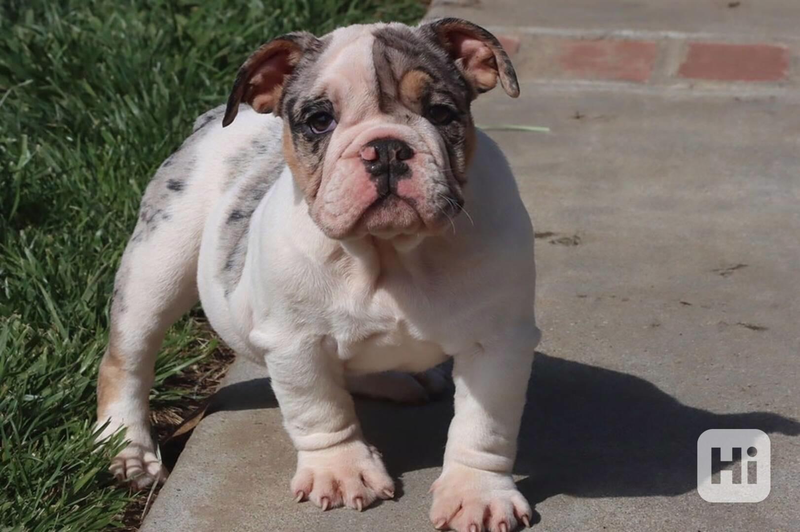 Tato nádherná štěňata anglického buldoka - foto 1