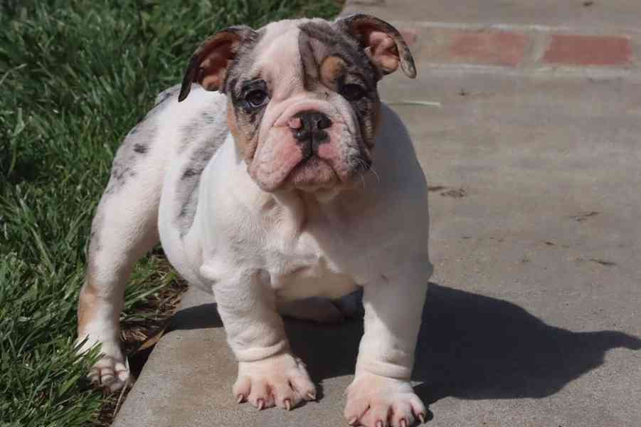 Tato nádherná štěňata anglického buldoka