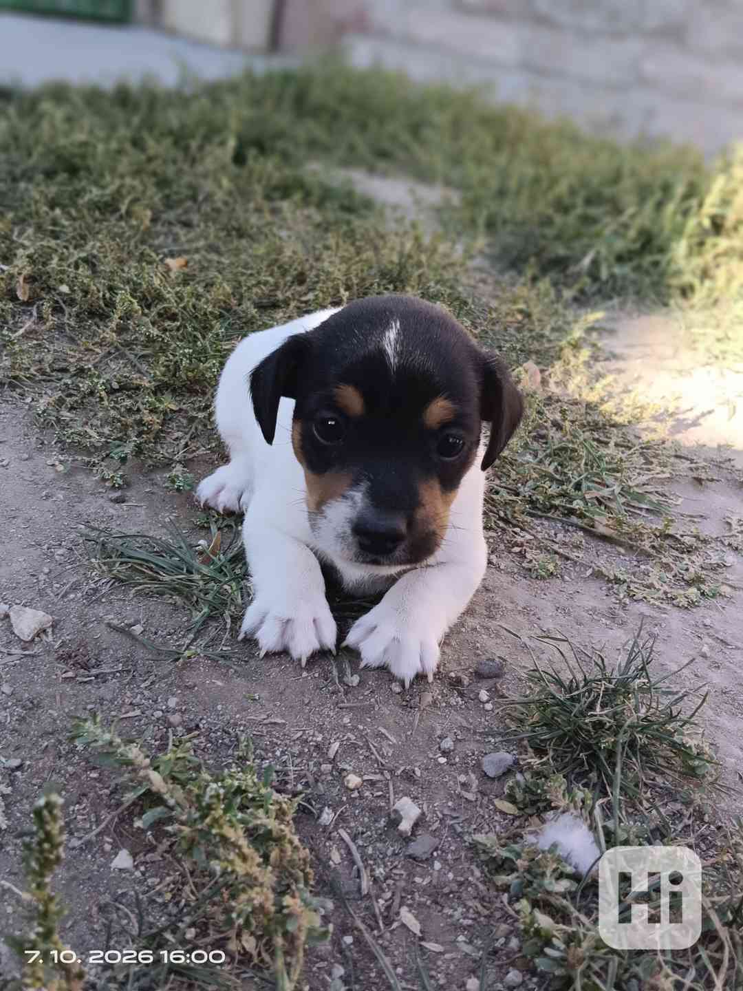 Jack Russell teriér pejsek bez PP nar.8.9.2026 - foto 1
