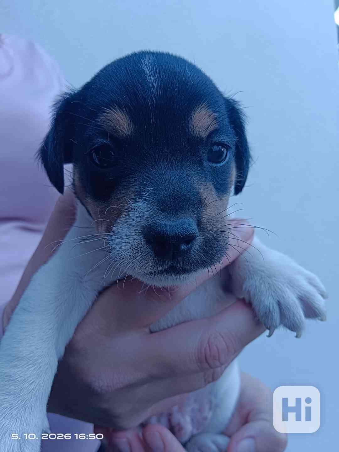 Jack Russell teriér kluk bez PP nar.8.9.2026 - foto 1