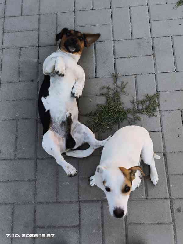 Jack Russell teriér pejsek bez PP nar.8.9.2026 - foto 7
