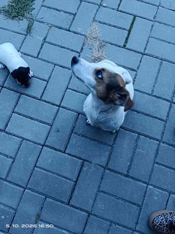 Jack Russell teriér kluk bez PP nar.8.9.2026 - foto 6