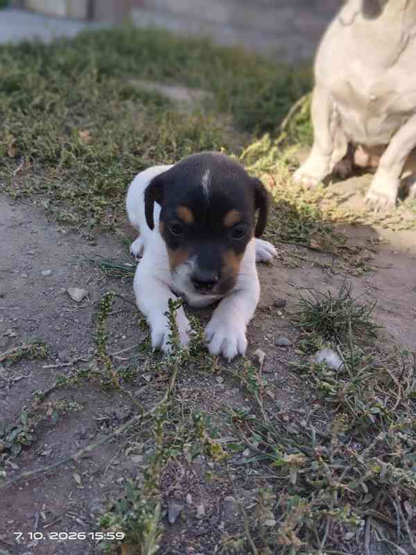 Jack Russell teriér pejsek bez PP nar.8.9.2026 - foto 2