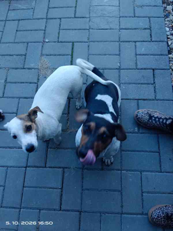 Jack Russell teriér kluk bez PP nar.8.9.2026 - foto 7