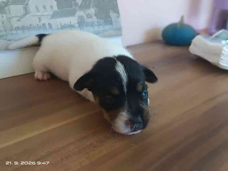 Jack Russell teriér kluk bez PP nar.8.9.2026 - foto 4