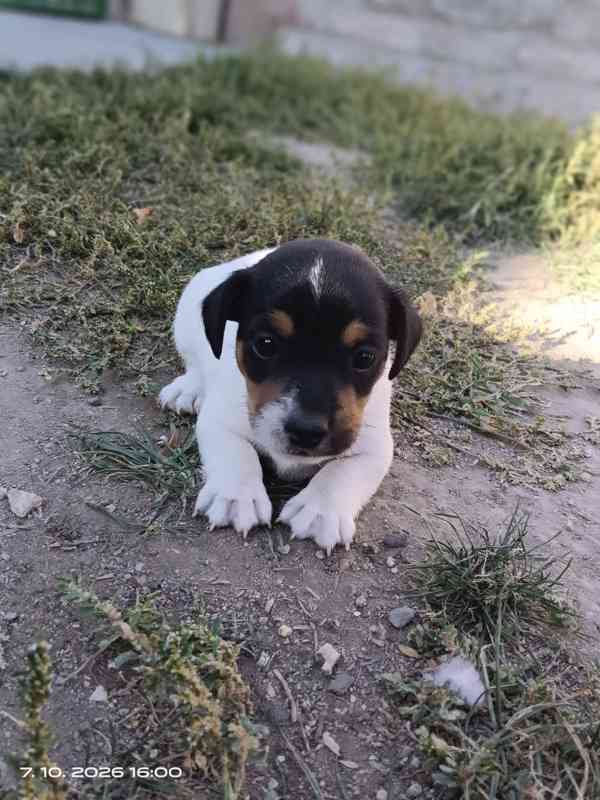 Jack Russell teriér pejsek bez PP nar.8.9.2026