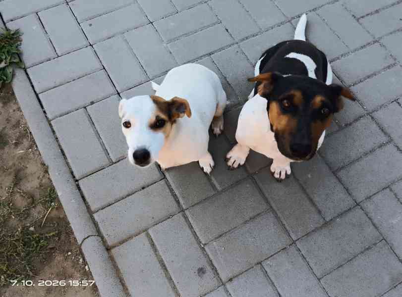 Jack Russell teriér pejsek bez PP nar.8.9.2026 - foto 6