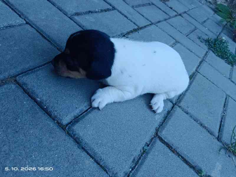 Jack Russell teriér kluk bez PP nar.8.9.2026 - foto 3