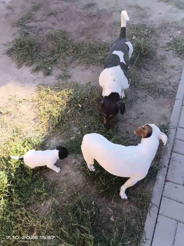Jack Russell teriér pejsek bez PP nar.8.9.2026 - foto 9
