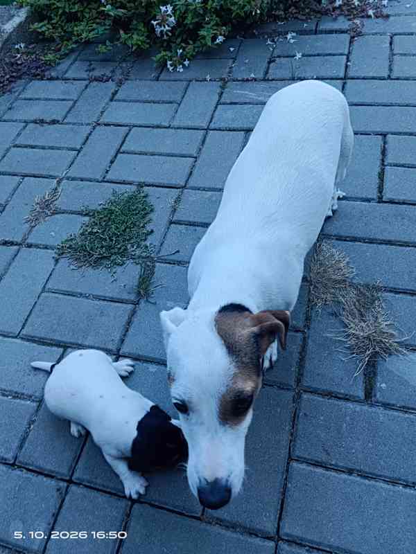 Jack Russell teriér kluk bez PP nar.8.9.2026 - foto 5