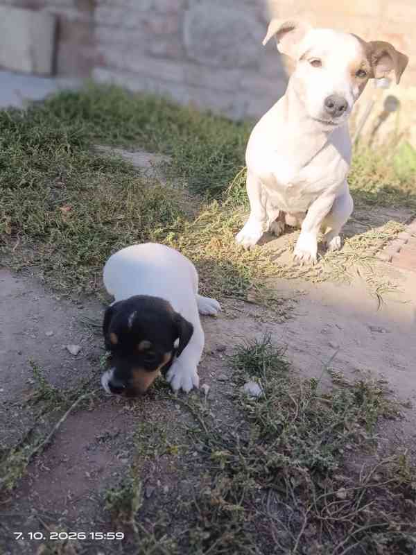 Jack Russell teriér pejsek bez PP nar.8.9.2026 - foto 3