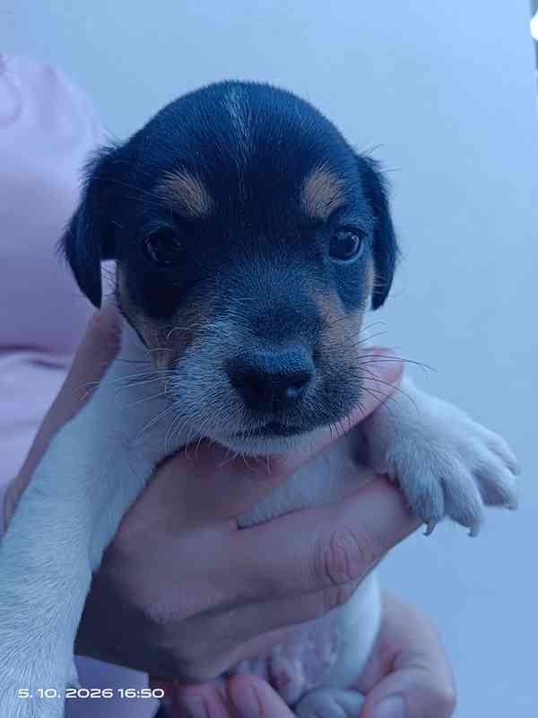 Jack Russell teriér kluk bez PP nar.8.9.2026 - foto 1