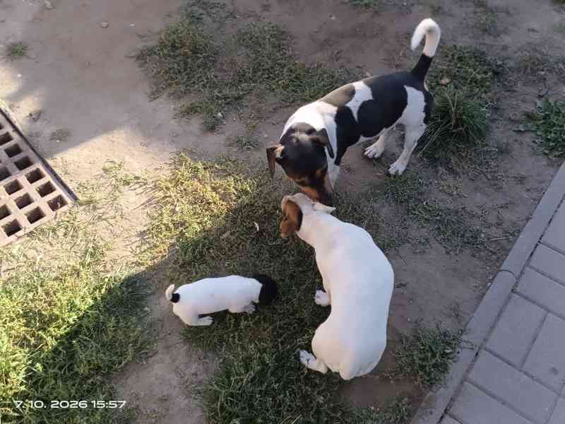 Jack Russell teriér pejsek bez PP nar.8.9.2026 - foto 8