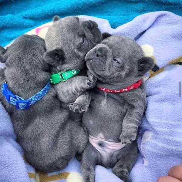 Štěňata anglického buldoka připravena do nového domova
